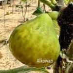 Bani Muslim Fig