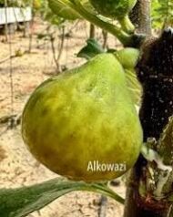 Bani Muslim Fig