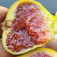 Korckey Honey Delight Fig - Image 4