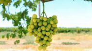 Helena Grapes (Seeded) - Image 3