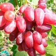 Dibovesky Pink Grapes (Seedless) - Image 4