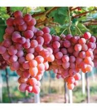 Everest Grapes (Seeded)