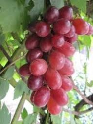 Kishmish Luchisty Grapes (Seeded) - Image 5