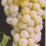 Early White Grapes (Seedless)