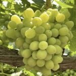 Coton Candy Grapes