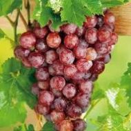 Red Ruby King Ruby Grapes (Seedless) - Image 2