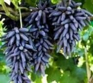 Witch Finger Grapes (Seedless) - Image 2