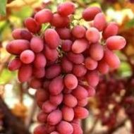 Dibovesky Pink Grapes (Seedless) - Image 3