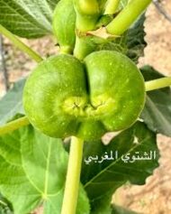 Bani Muslim Fig - Image 3