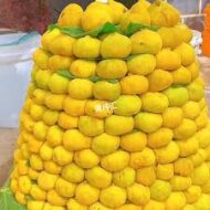 Xinjiang Fig - Image 3