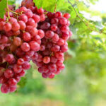 Crimson Grapes