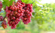 Crimson Grapes