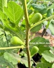 Bani Muslim Fig - Image 5