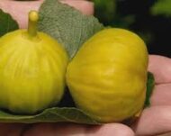 Korckey Honey Delight Fig - Image 6