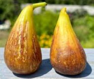 Yellow Persian Fig - Image 4