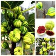 Pinachi Tiger Fig - Image 4