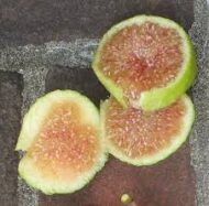 Conaderia Fig - Image 4