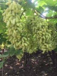 Sundar Khani Grapes (Seedless) - Image 2