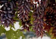 Witch Finger Grapes (Seedless) - Image 3