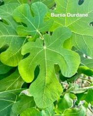 Bani Muslim Fig - Image 4