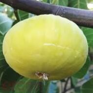 Sarilop Fig - Image 4