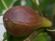 Jerusalem Fig - Image 4