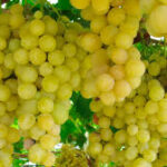 Gola Grapes