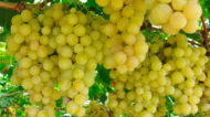 Gola Grapes