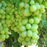 Shugra One Grapes (Seedless) - Image 2