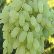 Sundar Khani Grapes (Seedless) - Image 3