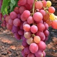 Red Ruby King Ruby Grapes (Seedless) - Image 3