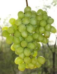 Shugra One Grapes (Seedless) - Image 3