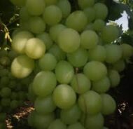 Shugra One Grapes (Seedless) - Image 4
