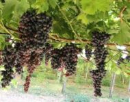 Vitro Black Grapes (Seedless) - Image 4