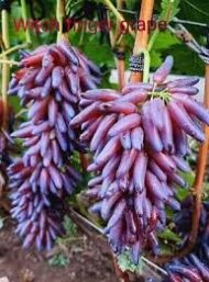 Witch Finger Grapes (Seedless) - Image 4