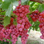 Red Globe Grapes
