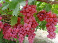 Red Globe Grapes