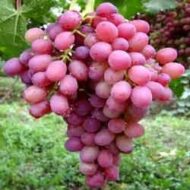 Red Globe Grapes - Image 5