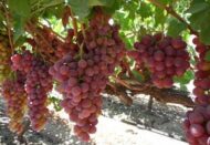 Flameless Grapes Seedless - Image 4